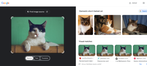Resultados de búsqueda de Google Imágenes para videos de gatos